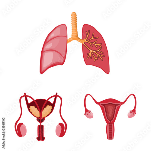Vector design of anatomy and organ logo. Set of anatomy and medical vector icon for stock.