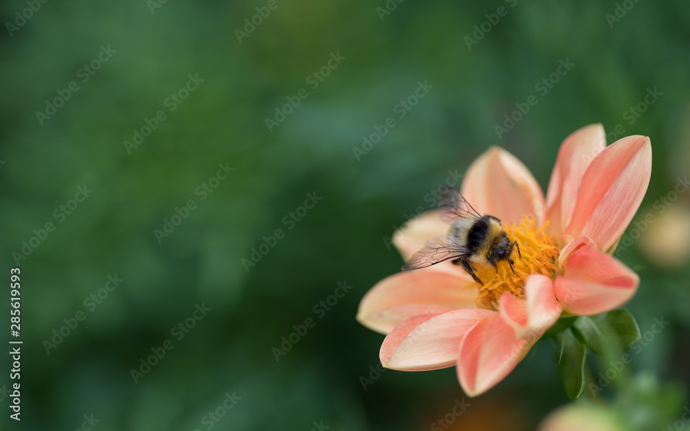 Bumblebee gathering nectar and pollen on a salmon color flower Bumblebee gathering nectar and pollen on a salmon color flower