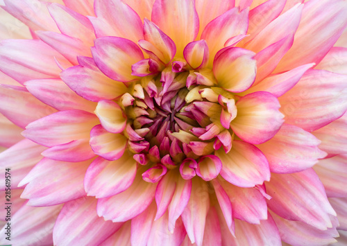 Fototapet Close-up photo of a dahlia flower