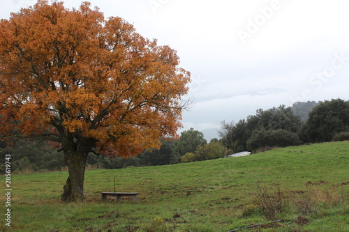 paysage avec un arbre style automnal 