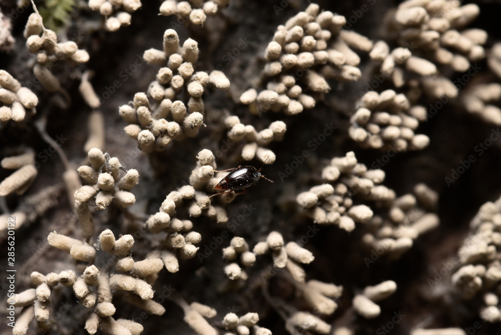 粘菌　シロウツボホコリ