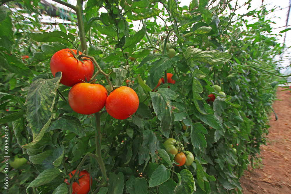 red tomatoes in a greenhouse. red tomatoes in a greenhouse.