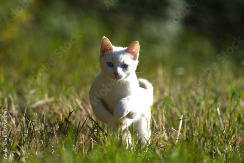 A Cute White Kitten Prowling Through the Grass © James