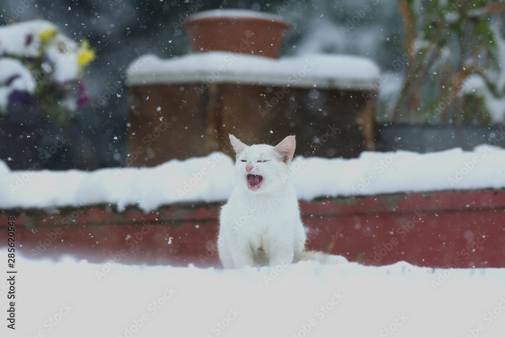 A Frightened White Kitten in the Snow