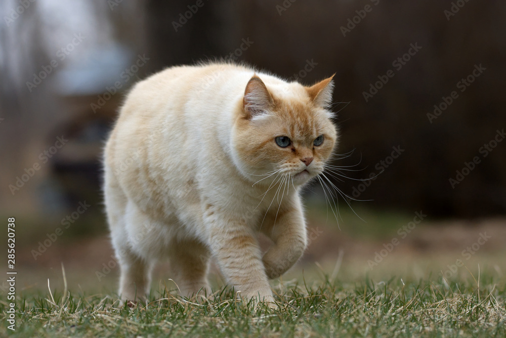 A Ginger Cat Strolling Across a Grassy Yard