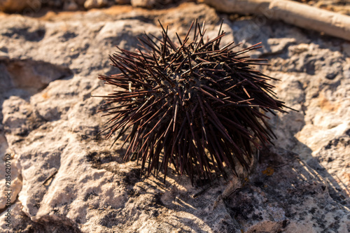 Dry urchin on the rock of a beach