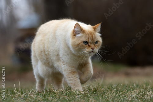 A Ginger Cat Strolling Across a Grassy Yard