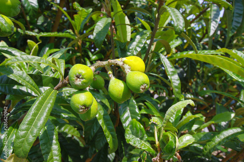 Wallpaper Mural 비파. 과일. 제주도. Torontodigital.ca