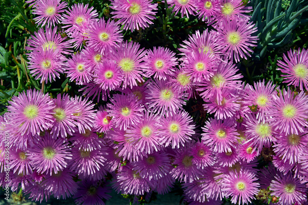 Closeup purple daisies of genus ficoides Lampranthus in the dunes of the peninsula of Quiberon in Brittany in France Closeup purple daisies of genus ficoides Lampranthus in the dunes of the peninsula of Quiberon in Brittany in France
