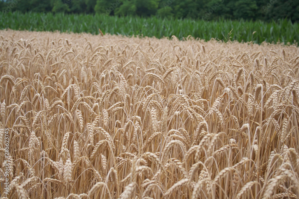 Golden wheat ears in the field. Wheat field ready to harvest on summer Golden wheat ears in the field. Wheat field ready to harvest on summer