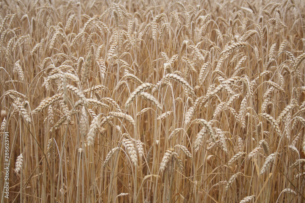 Golden wheat ears in the field. Wheat field ready to harvest on summer Golden wheat ears in the field. Wheat field ready to harvest on summer