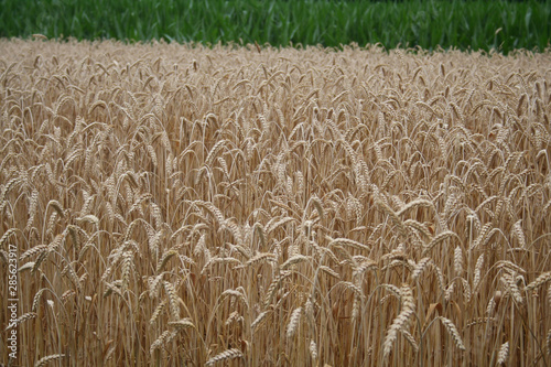 Golden wheat ears in the field. Wheat field ready to harvest on summer