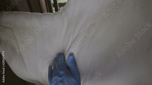 vet vaccinating cattle in the corral