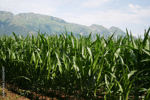 Green corn field on summer. Agricultural field in northern Italy in a sunny day