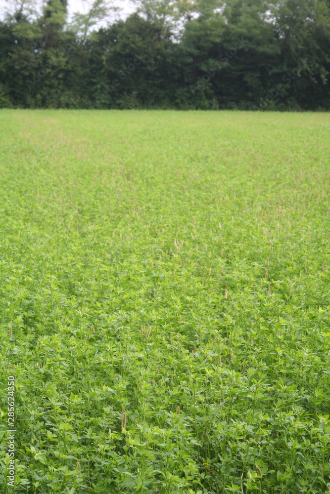 Alfalfa green plants in the field in northern Italy, Medicago agricultural field on summer Alfalfa green plants in the field in northern Italy, Medicago agricultural field on summer