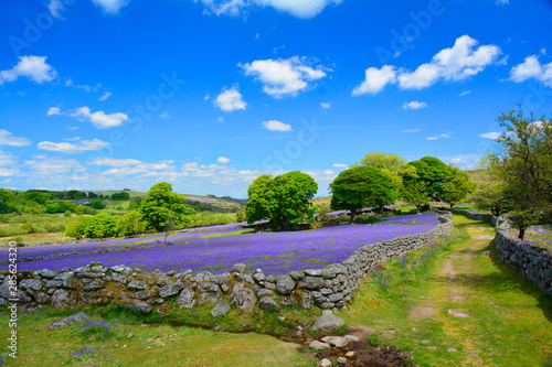 Bluebell fields on Dartmoor UK photo