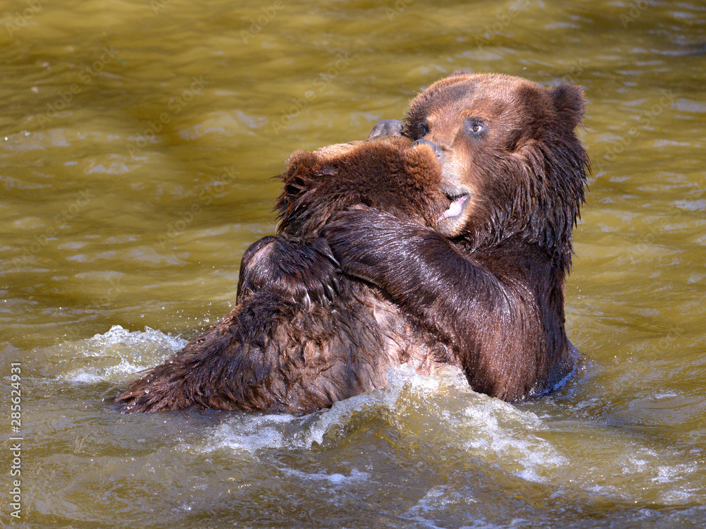 Two grizzlies (Ursus arctos horribilis) playing in the water Two grizzlies (Ursus arctos horribilis) playing in the water