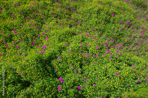 Wallpaper Mural 꽃밭. 이미지. 배경.  Torontodigital.ca