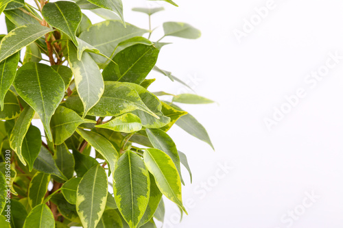 Ficus benjamina in a pot on a white background
