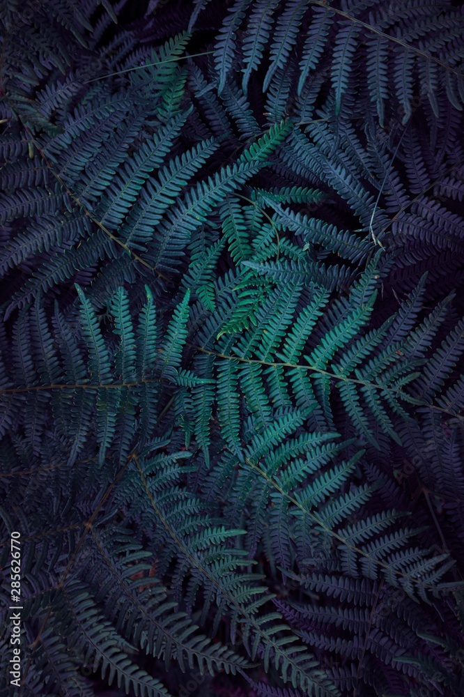 Fototapeta green fern leaves textured  in the nature, green background
