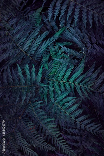 green fern leaves textured in the nature, green background