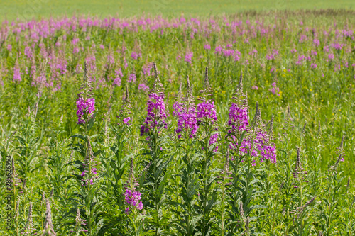 blossom Willow-herb in Chamerion Angustifolium Fireweed in nature Rosebay Willowherb photo