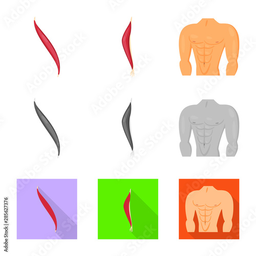 Vector design of fiber and muscular sign. Set of fiber and body stock symbol for web.