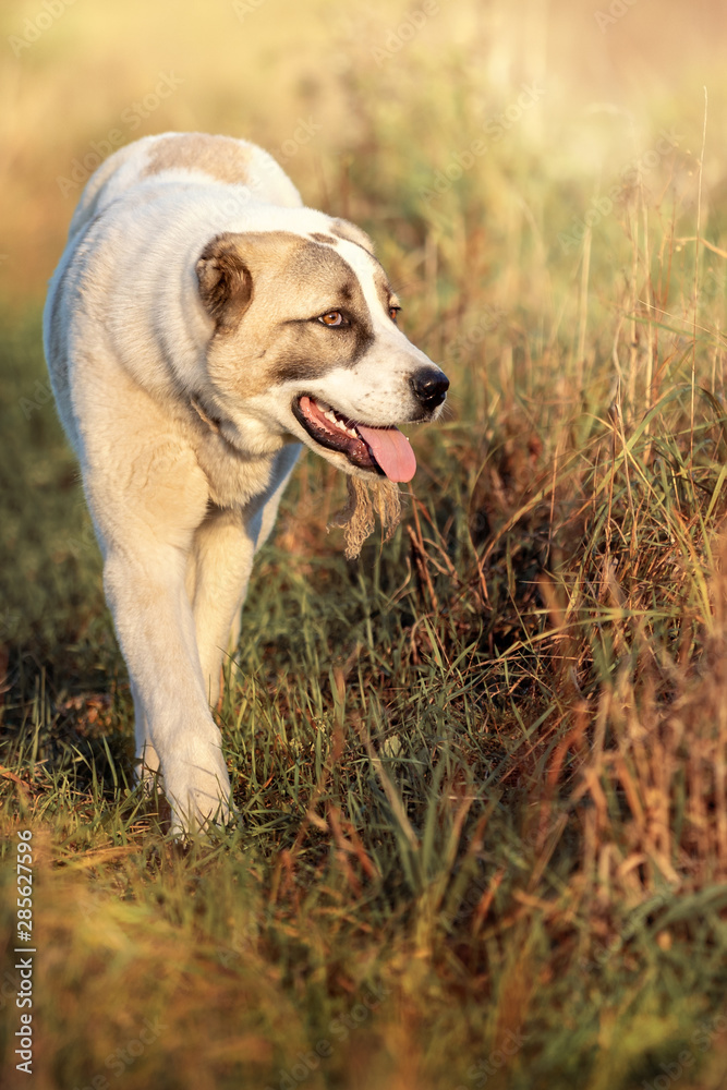 Vertical portrait of Asian Shepherd dog with tongue out Vertical portrait of Asian Shepherd dog with tongue out