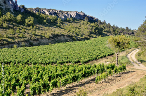 Vine in the scrubland near of Narbonne in southern France in the Languedoc-Roussillon region