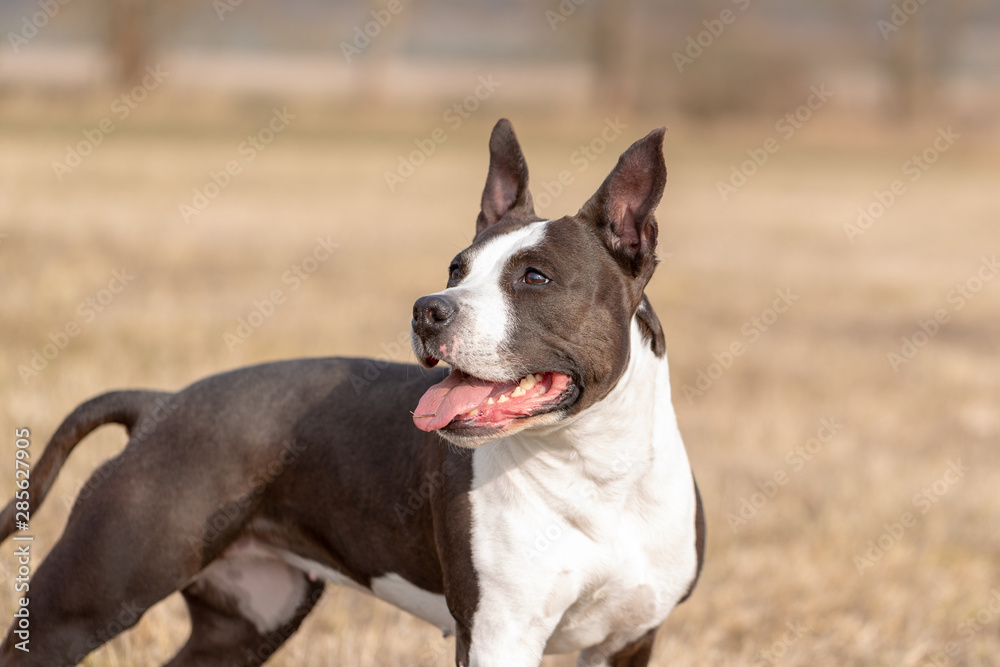 portrait Dog on meadow, tongue out, blurred background, cloudy