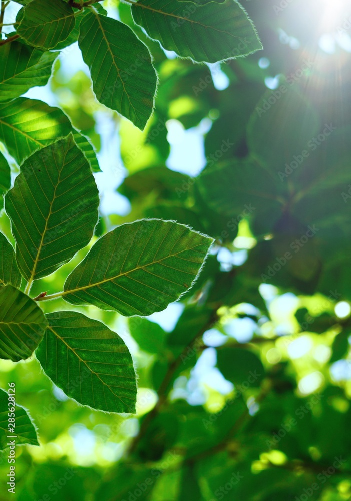 green tree leaves and branches in the nature, green background