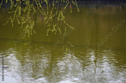 Wallpaper Mural 저수지. 철새. 오리.  Torontodigital.ca