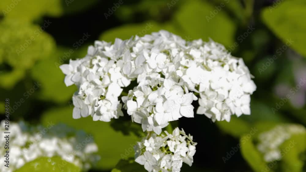 flower of Hydrangea arborescens,white flower grows in Hydrangea garden flower of Hydrangea arborescens,white flower grows in Hydrangea garden