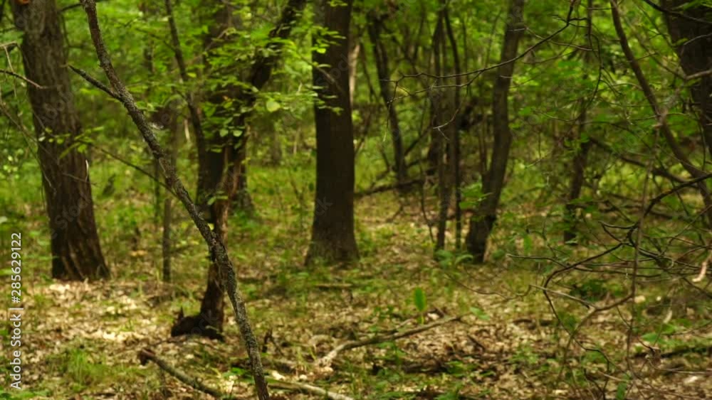 Slow motion shooting with a camera moving in a beautiful dense green forest, medium plan Slow motion shooting with a camera moving in a beautiful dense green forest, medium plan
