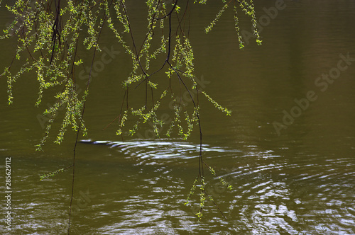 Wallpaper Mural 저수지. 철새. 오리.  Torontodigital.ca