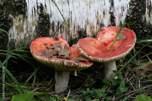 Russula mushroom with red hat is growing on a brown earth in the forest. Close up. Russula caerulea. photo