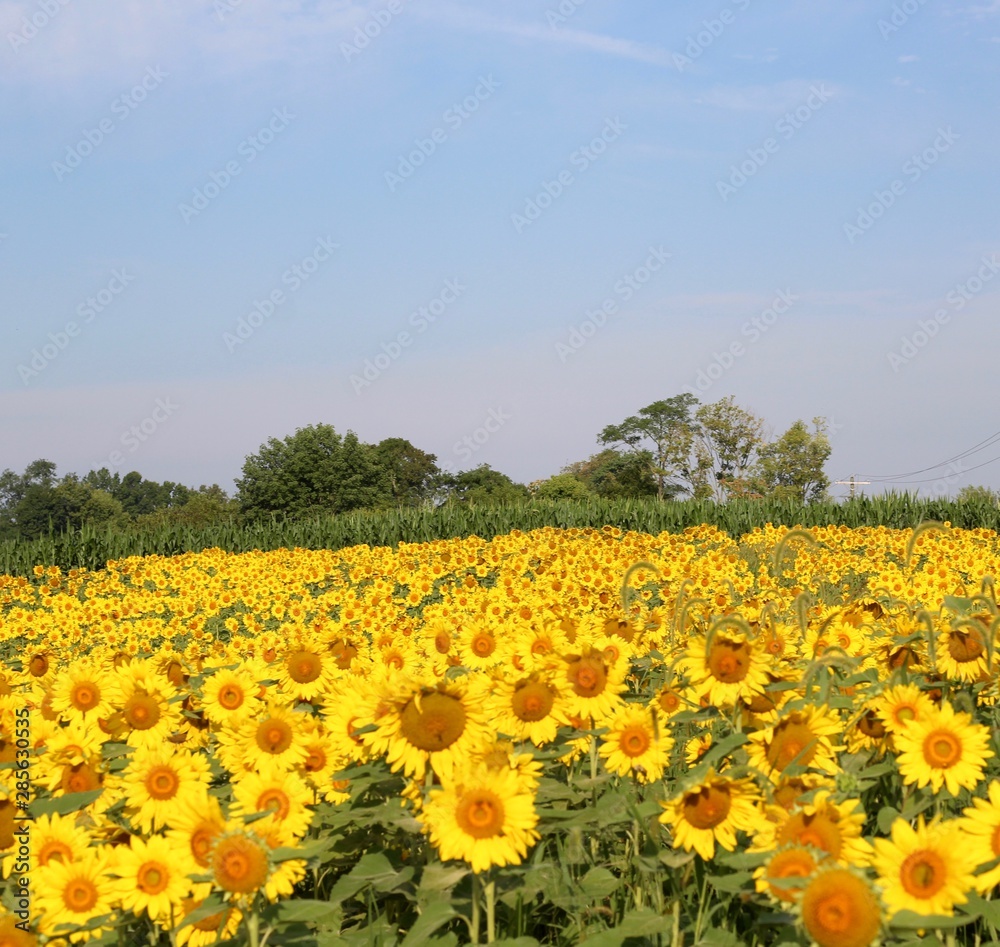 A view of the bright yellow sunflower field on a sunny day.