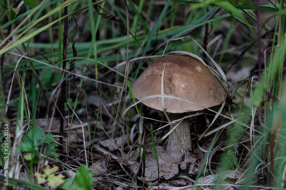 A cute birch aching, leccinum scabrum, fungus known as a coarse-stemmed ballet, or a Porsche stem close-up in the autumn forest. A cute birch aching, leccinum scabrum, fungus known as a coarse-stemmed ballet, or a Porsche stem close-up in the autumn forest.