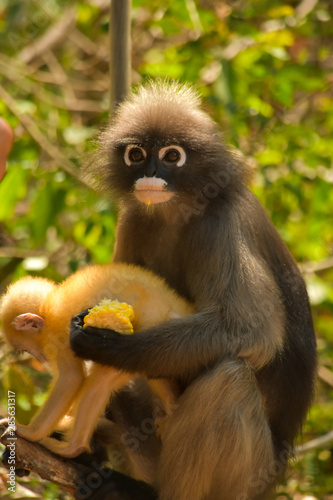 The dusky leaf monkeys and their baby wait for food from people who come to watch them every morning in the south of Thailand