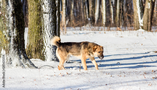 Dog in winter forest in sunny weather. Winter landscape with dog_