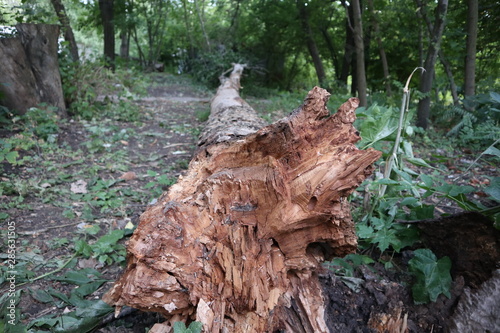 tree in the forest