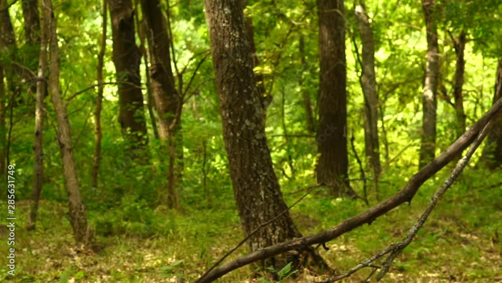 Slow motion shooting with a camera moving in a beautiful dense green forest, medium plan Slow motion shooting with a camera moving in a beautiful dense green forest, medium plan