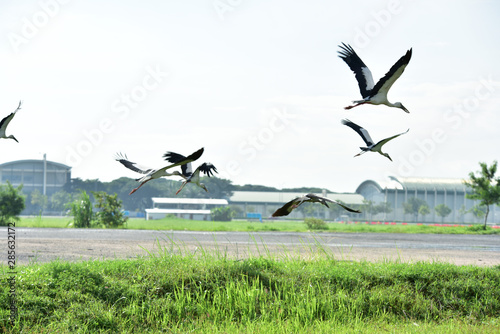 A white egret in a green field near the airport