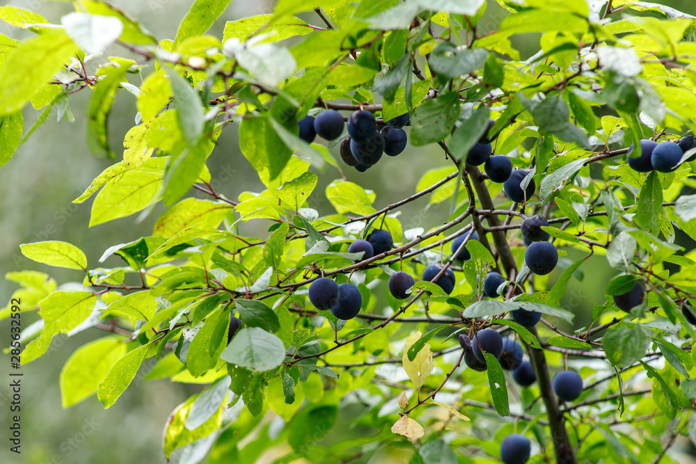 Blackthorn. Blue berries of wild thorns in autumn. Prunus Spinoza.
