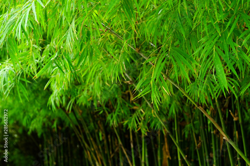 bamboo tree in garden