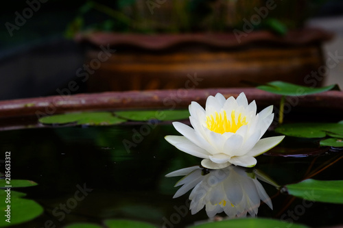 white bloom lotus on water