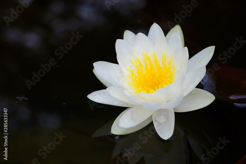 white bloom lotus on water in the pond