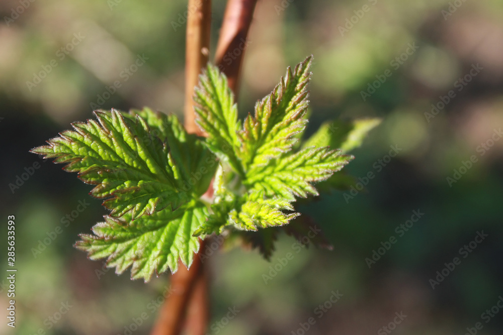Young raspberry leaves in spring Young raspberry leaves in spring