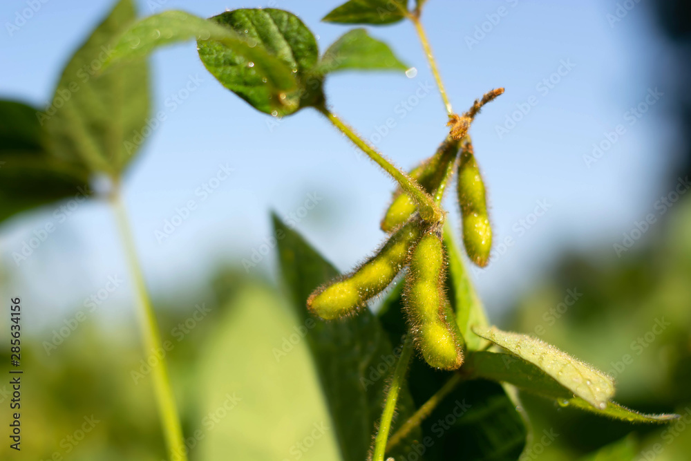 soybean pod filled with beans in a field against the sky soybean pod filled with beans in a field against the sky