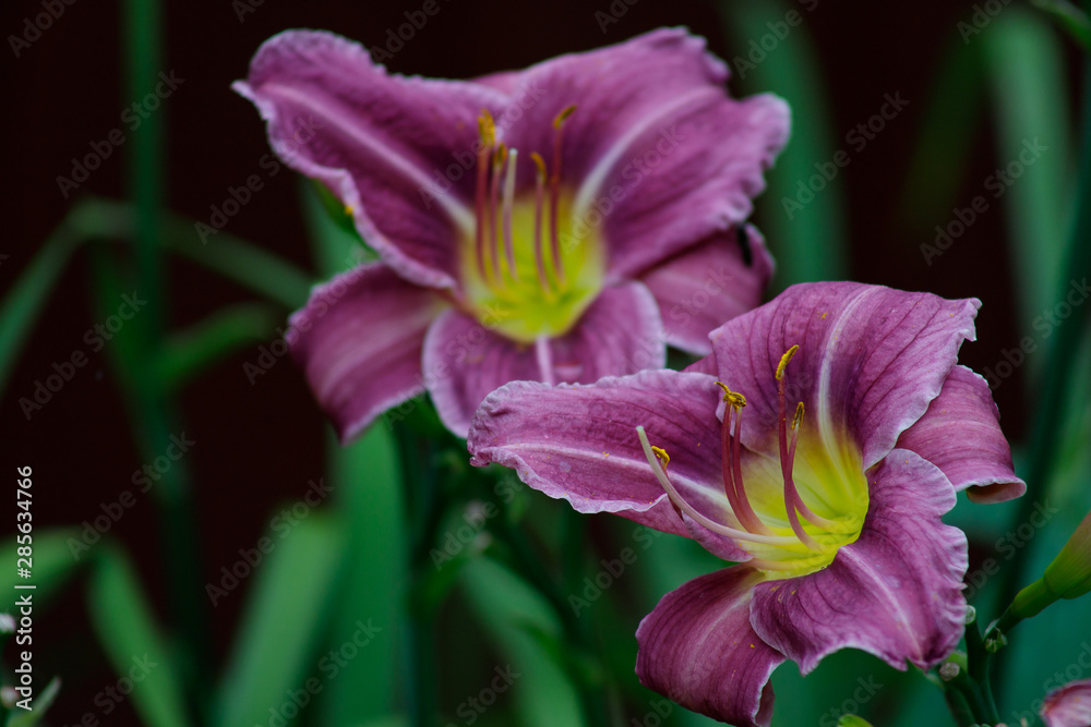 Beautiful lily flower in the garden. Beautiful lily flower in the garden.